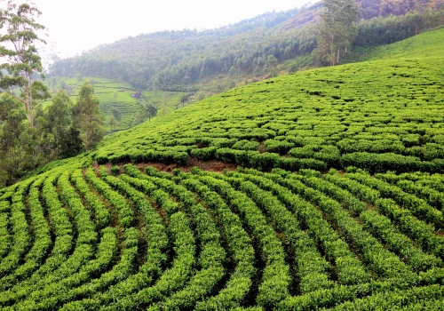 Combined Assam Arunachal and Meghalaya tour package vehicle from Shillong